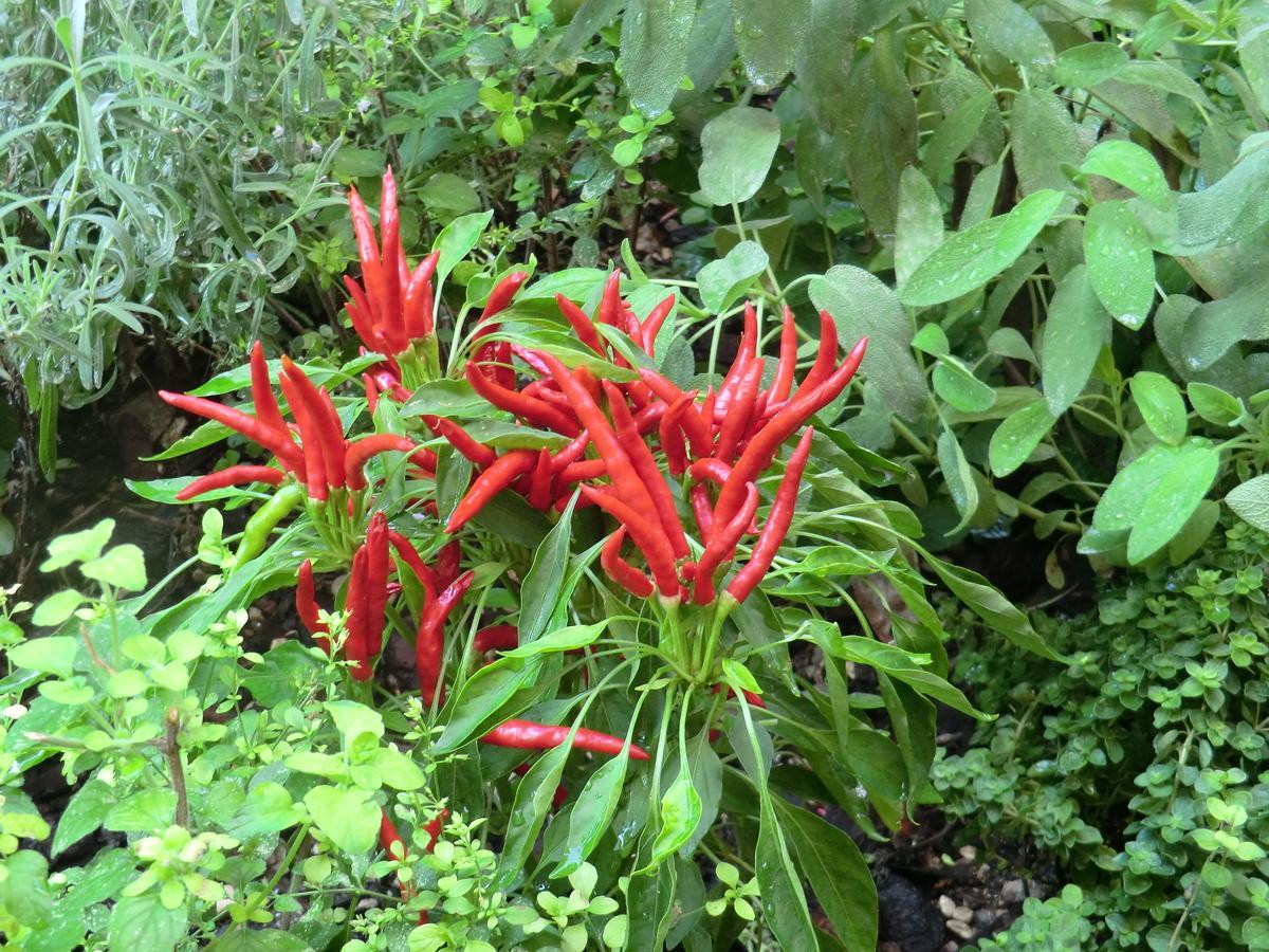 Il Giardino Di Alisa Panzió Tivoli Kültér fotó