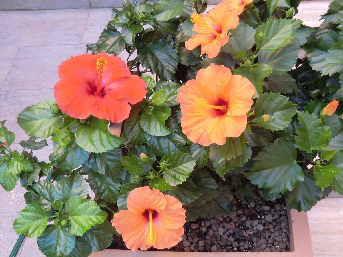 Il Giardino Di Alisa Panzió Tivoli Kültér fotó