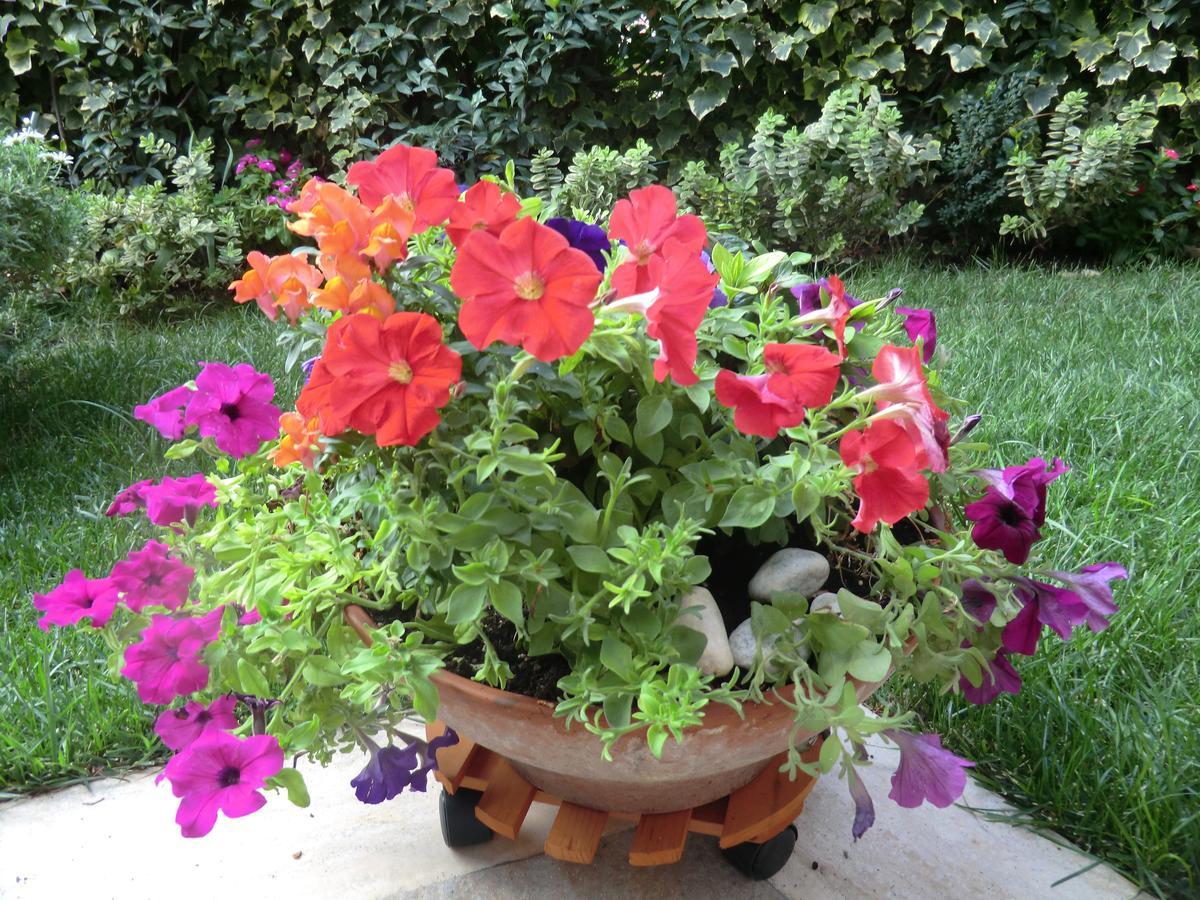 Il Giardino Di Alisa Panzió Tivoli Kültér fotó
