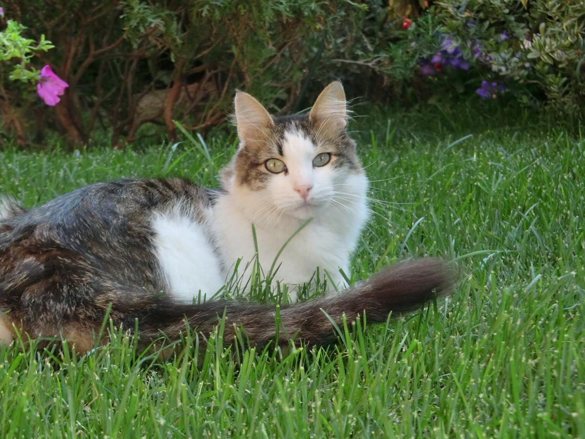 Il Giardino Di Alisa Panzió Tivoli Kültér fotó